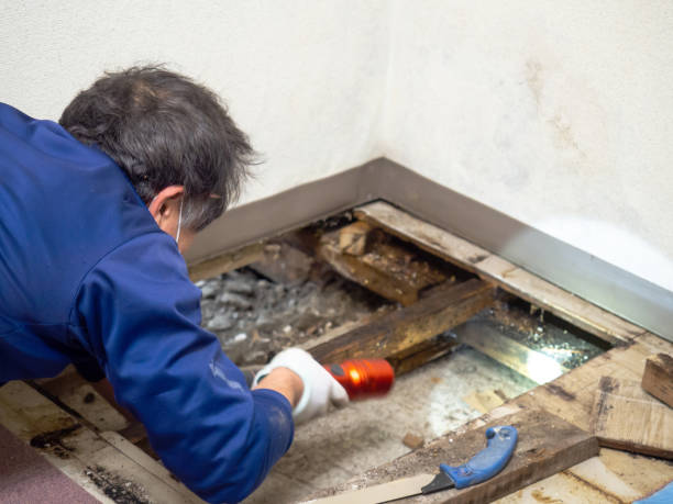 Best Home Mold Removal  in Clearlake, CA