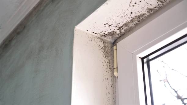 Best Residential Mold Removal  in Clearlake, CA
