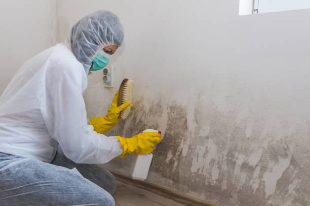 Best Toxic Mold Removal  in Clearlake, CA