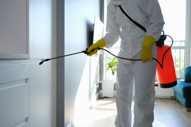 Best Fast Mold Removal  in Clearlake, CA