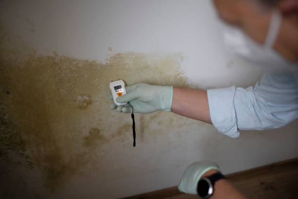 Best Mold Damage Repair  in Clearlake, CA