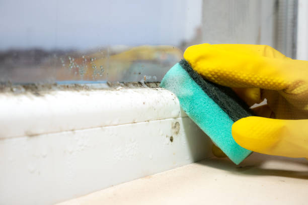 Best Mold Testing  in Clearlake, CA