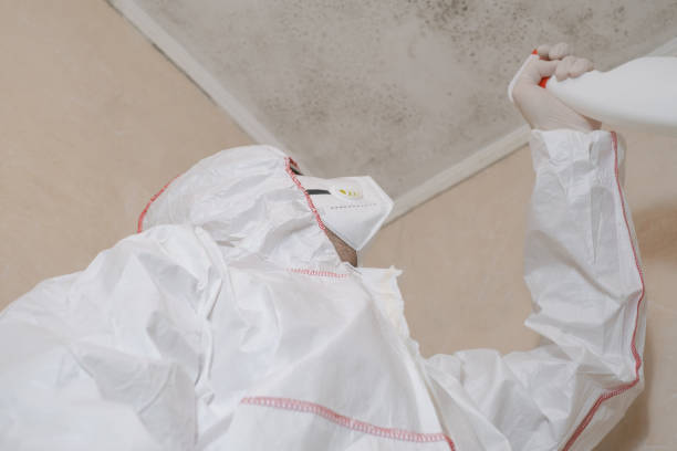 Best Mold Damage Repair  in Clearlake, CA