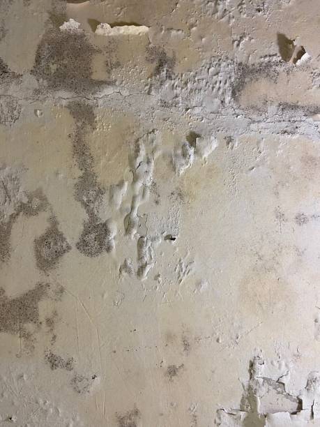Best Black Mold Removal  in Clearlake, CA