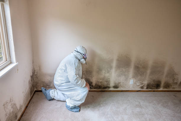 Best Local Mold Removal Service  in Clearlake, CA