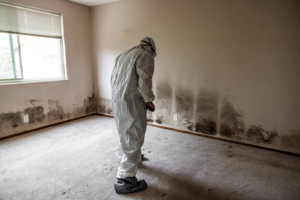 Best Commercial Mold Removal  in Clearlake, CA