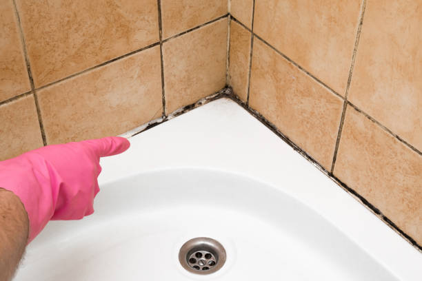 Best Mold Damage Repair  in Clearlake, CA